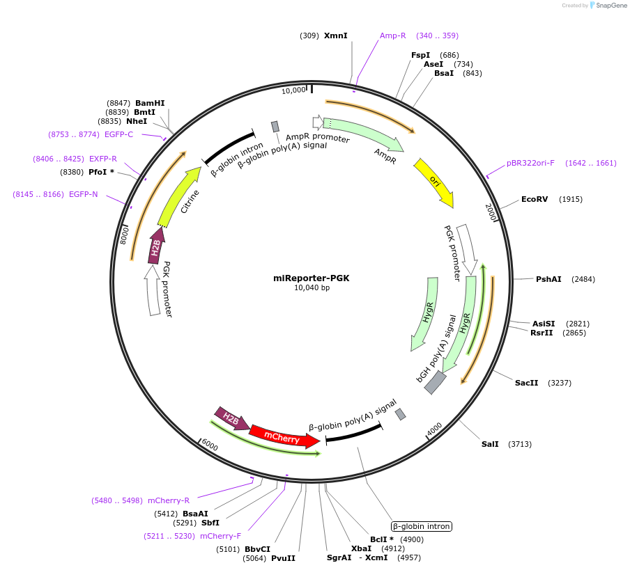 82477-plasmid-map-sequence-id-163461