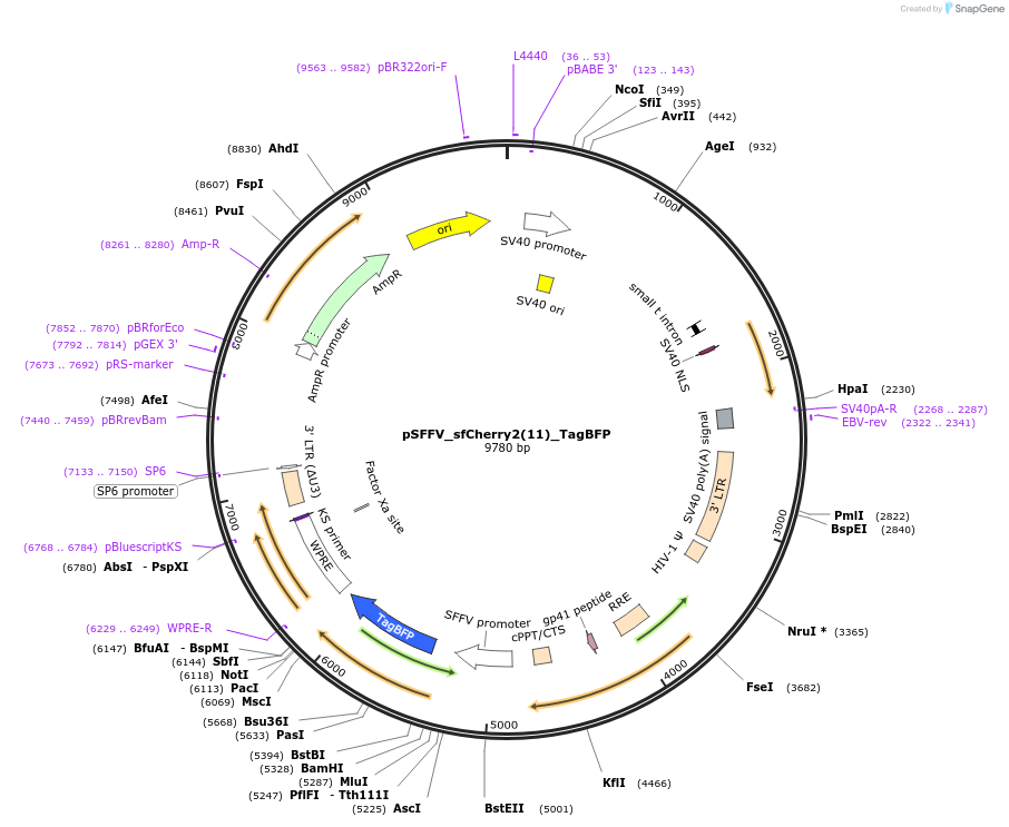 82606-plasmid-map-sequence-id-163477