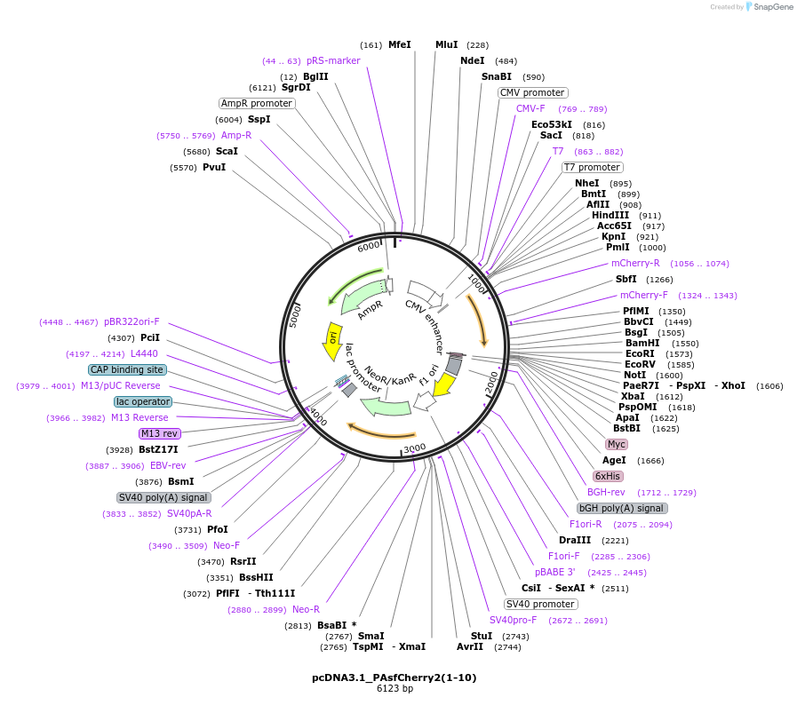82612-plasmid-map-sequence-id-163479