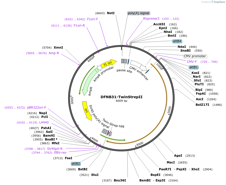 83196-plasmid-map-sequence-id-163496