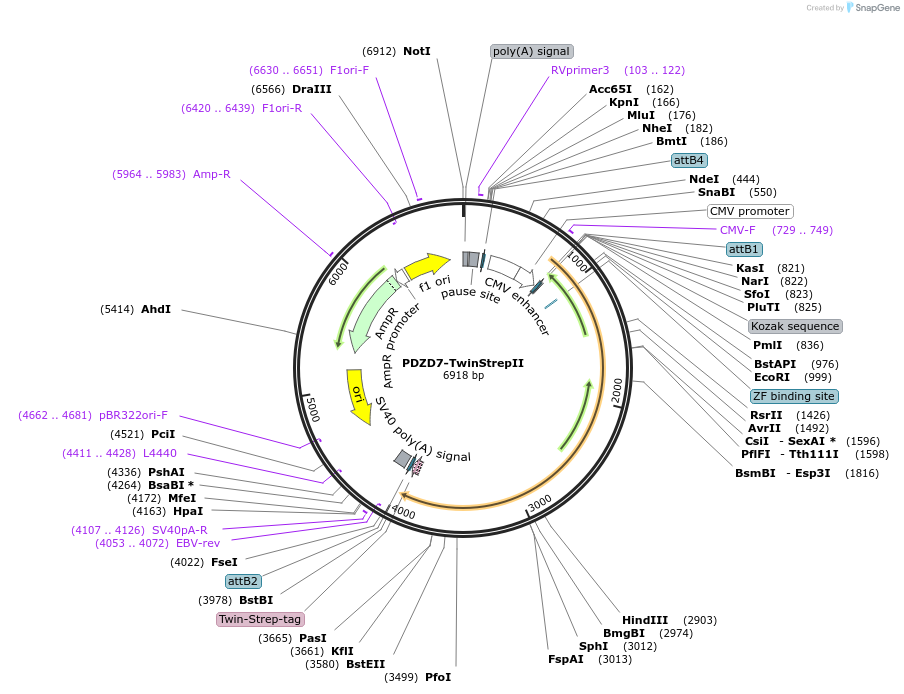 83198-plasmid-map-sequence-id-163498