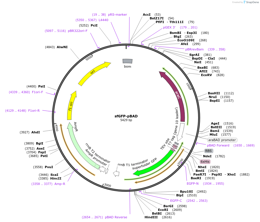 54519-plasmid-map-sequence-id-163523
