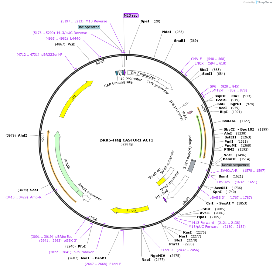 84491-plasmid-map-sequence-id-163546