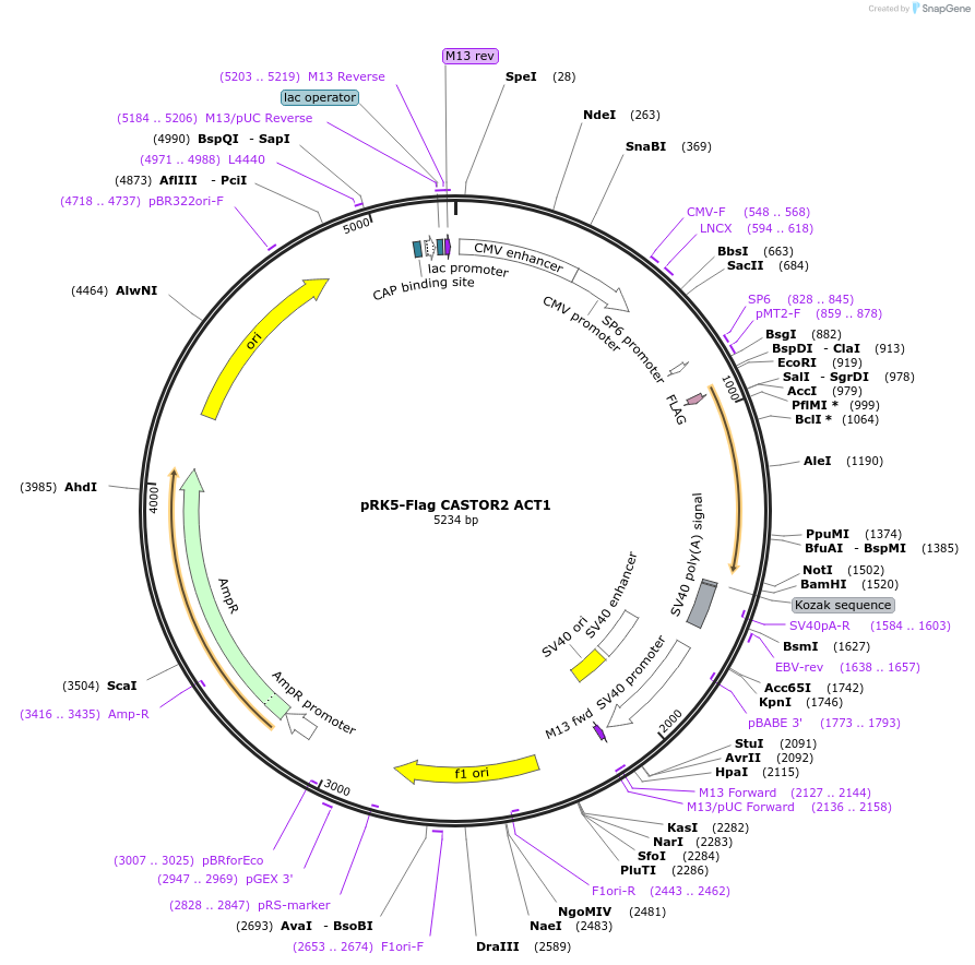 84493-plasmid-map-sequence-id-163571