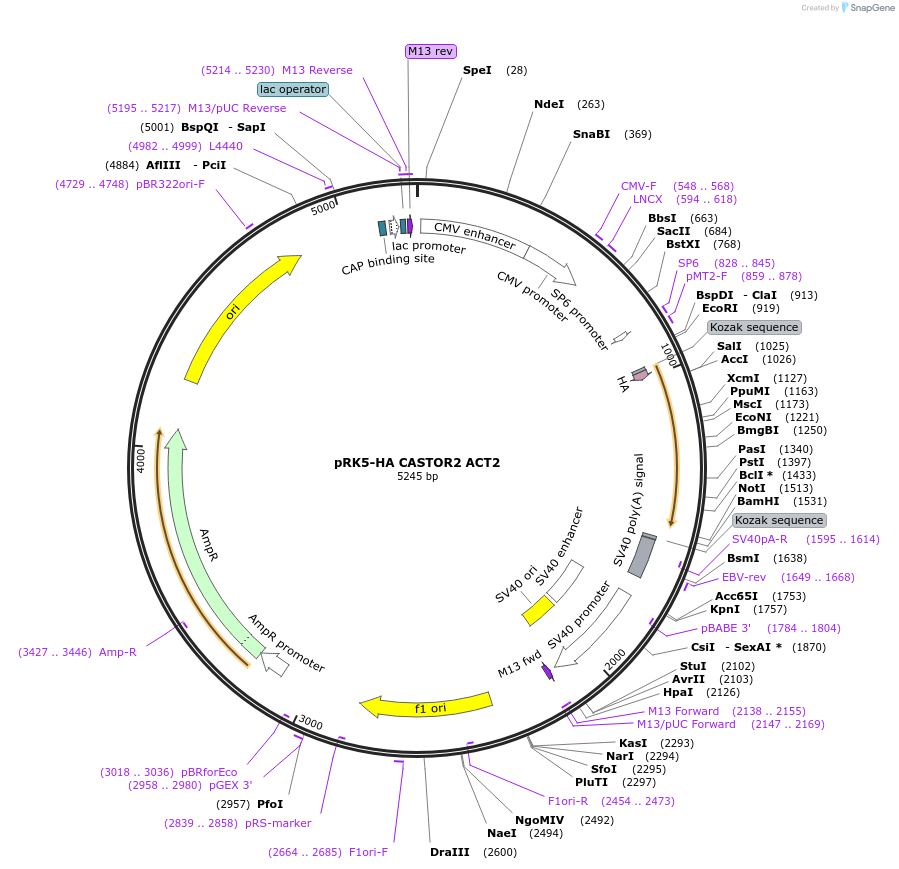 84494-plasmid-map-sequence-id-163585