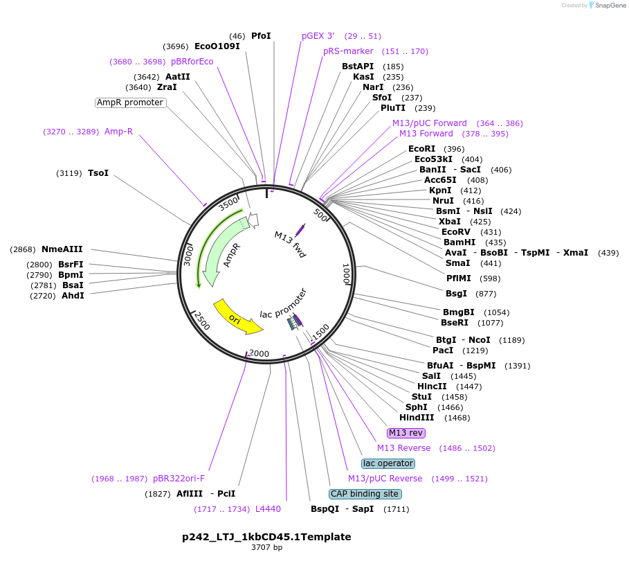 82661-plasmid-map-sequence-id-163598