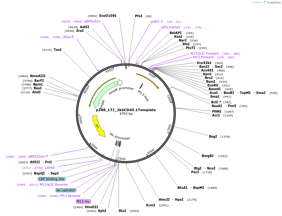 82662-plasmid-map-sequence-id-163599