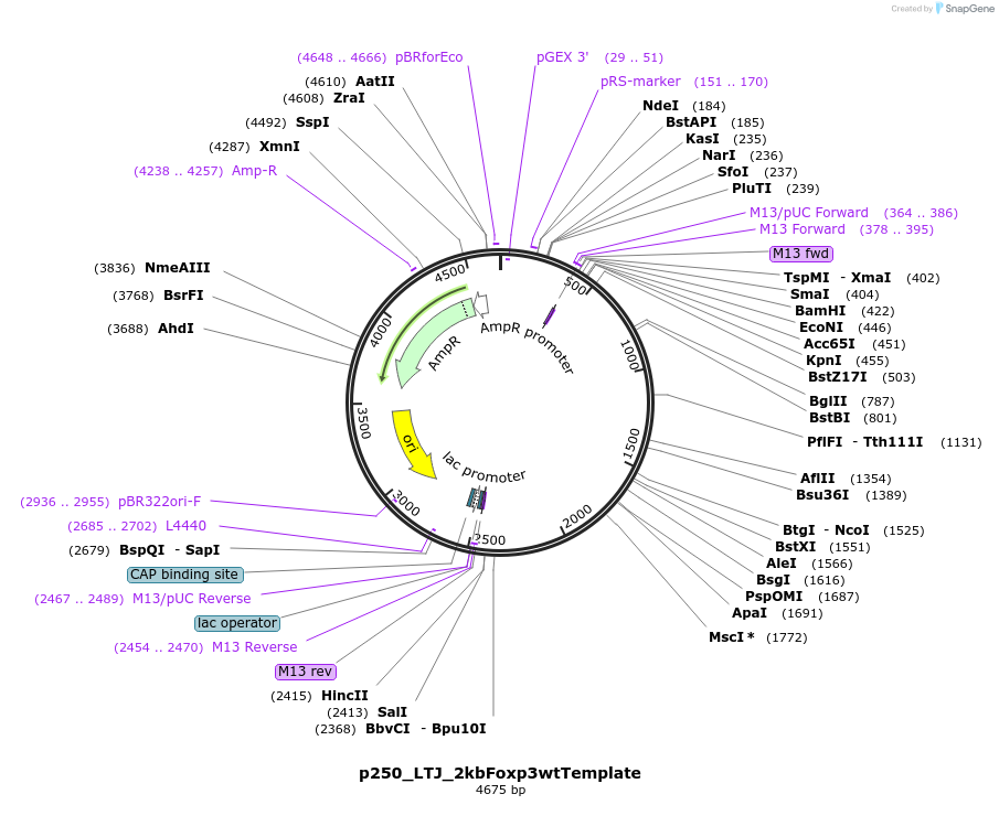 82665-plasmid-map-sequence-id-163602