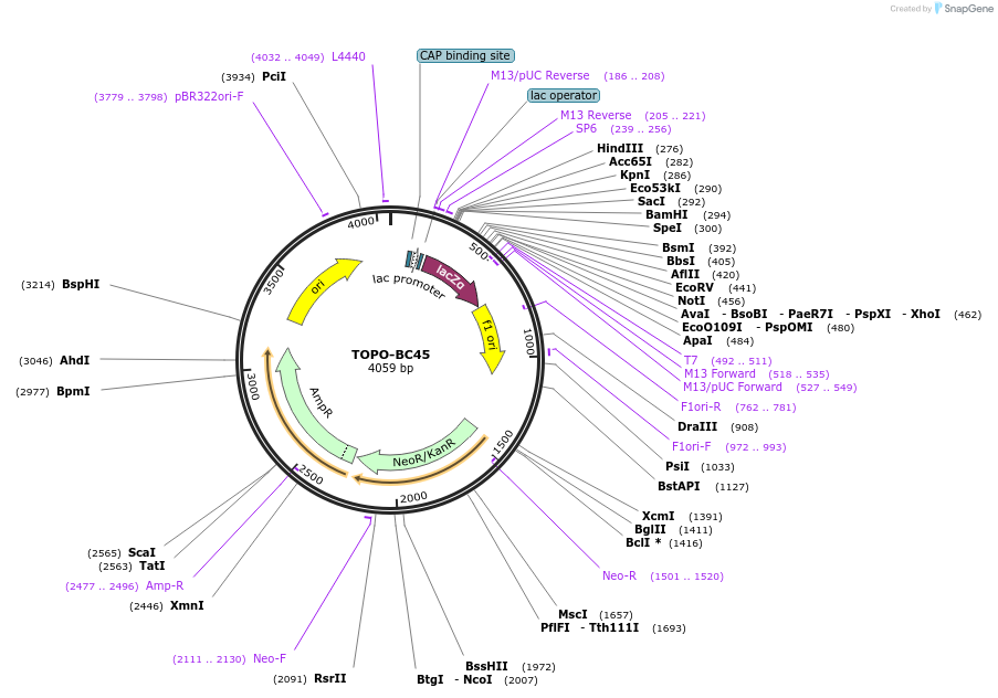 84439-plasmid-map-sequence-id-163652