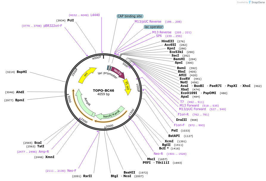 84440-plasmid-map-sequence-id-163656