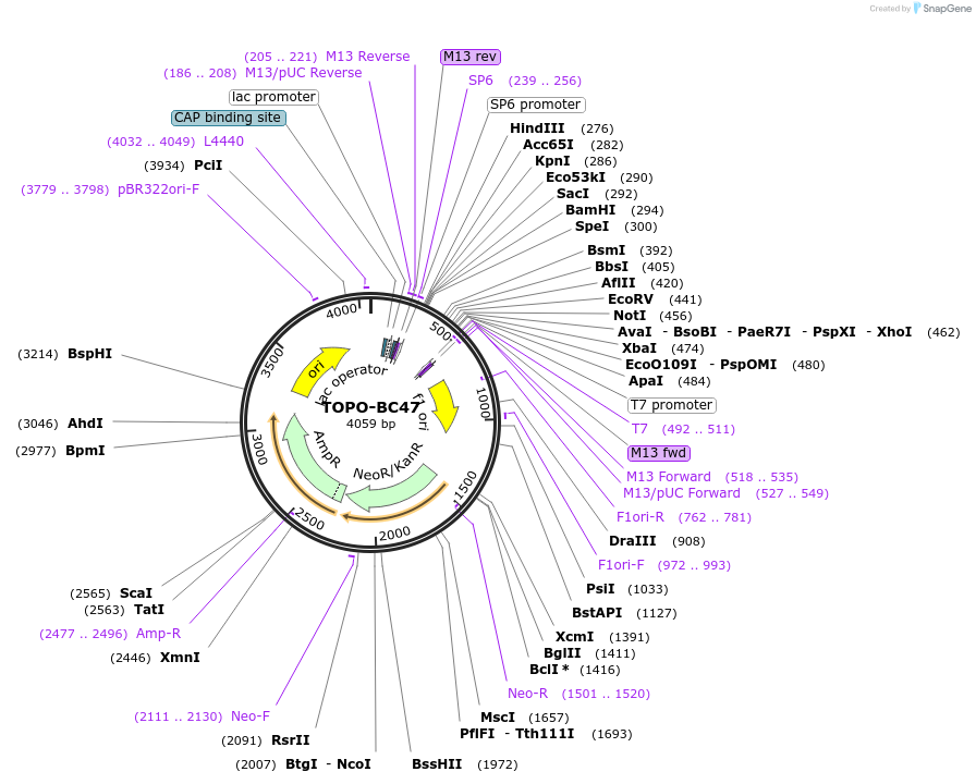 84441-plasmid-map-sequence-id-163658