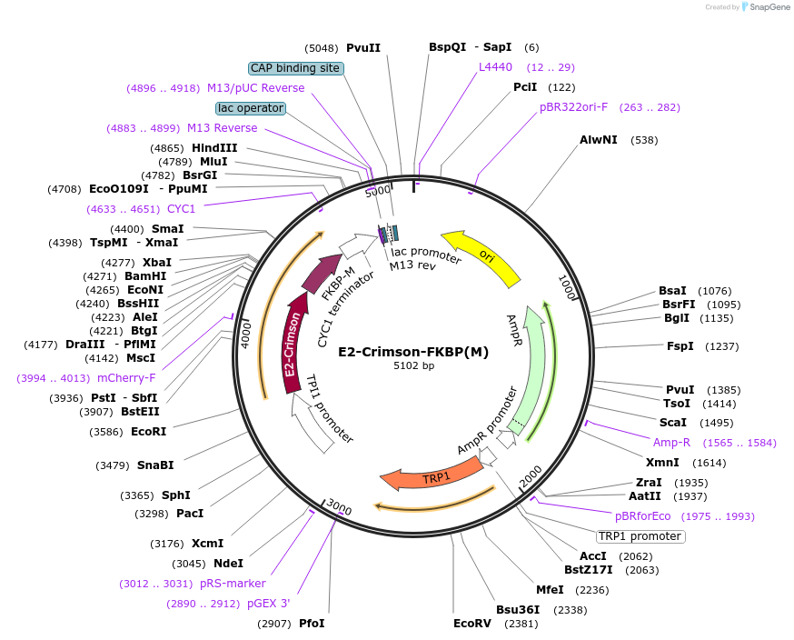 85002-plasmid-map-sequence-id-163664
