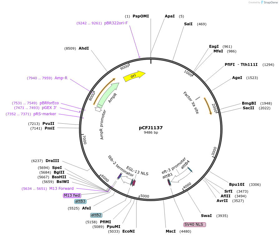 84827-plasmid-map-sequence-id-163671