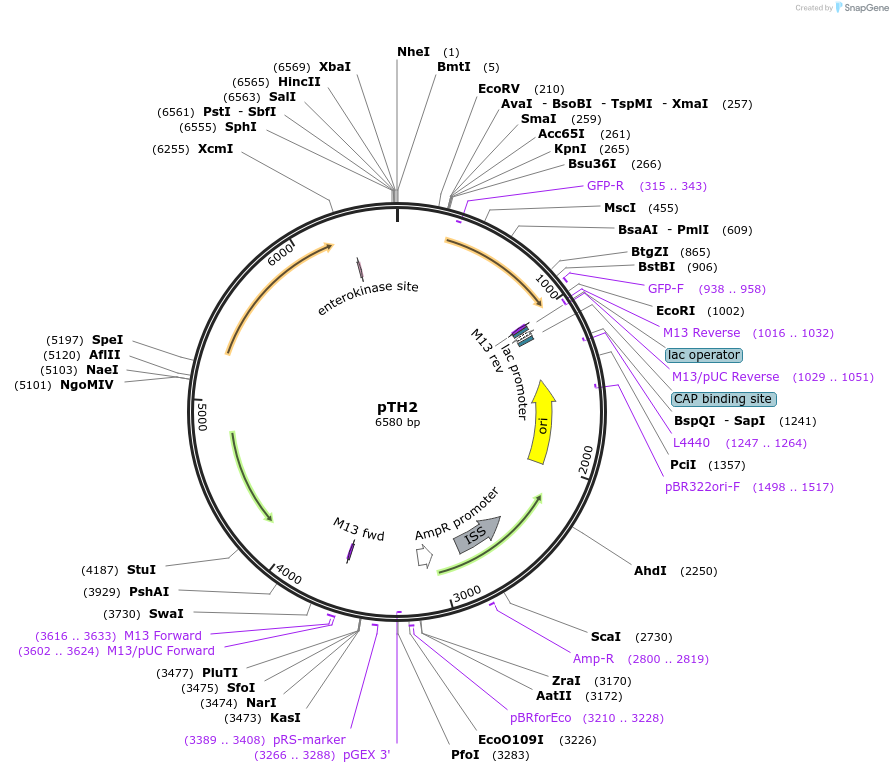84452-plasmid-map-sequence-id-163676