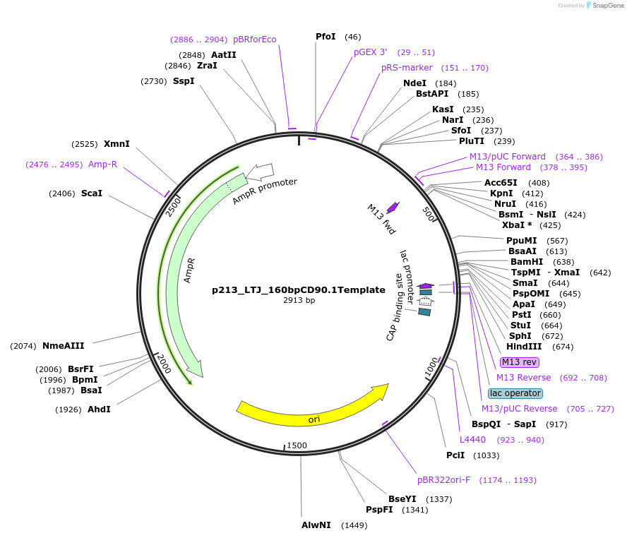 82666-plasmid-map-sequence-id-163686