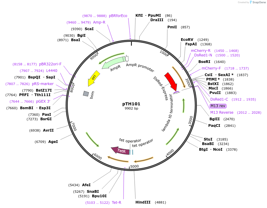 84459-plasmid-map-sequence-id-163697