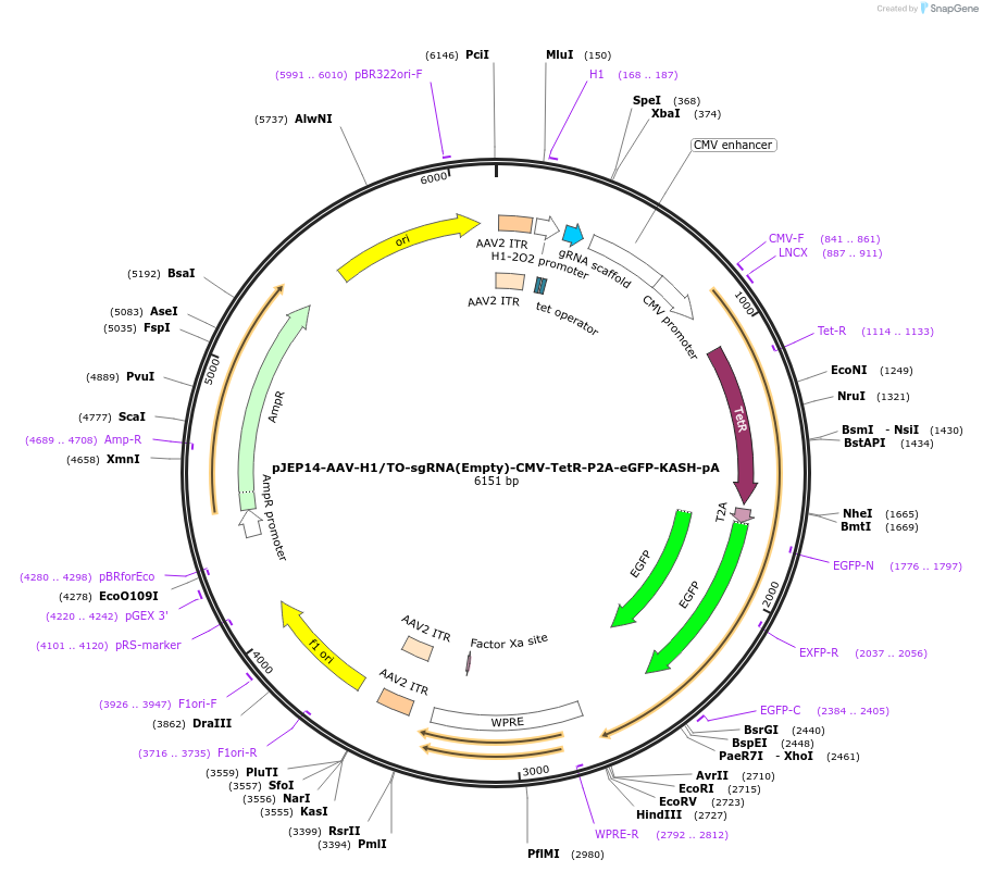 82702-plasmid-map-sequence-id-163793