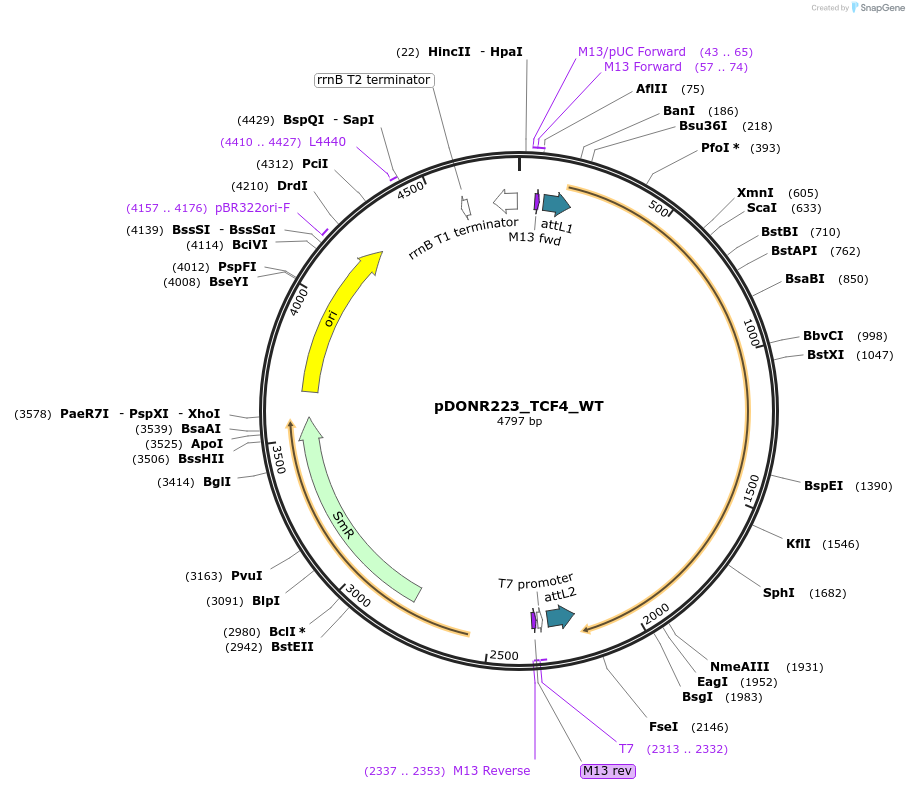 82166-plasmid-map-sequence-id-163806