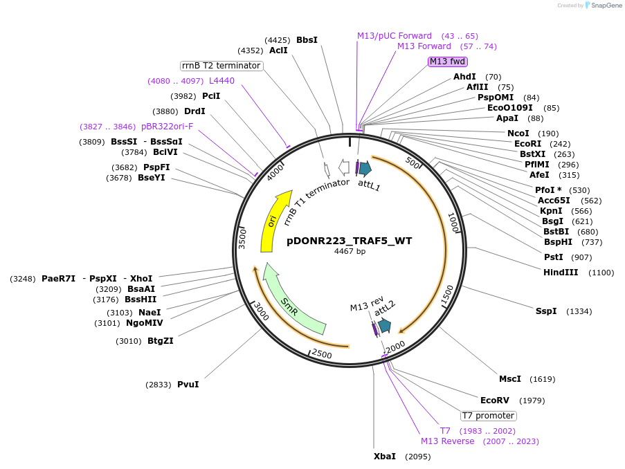 82167-plasmid-map-sequence-id-163808