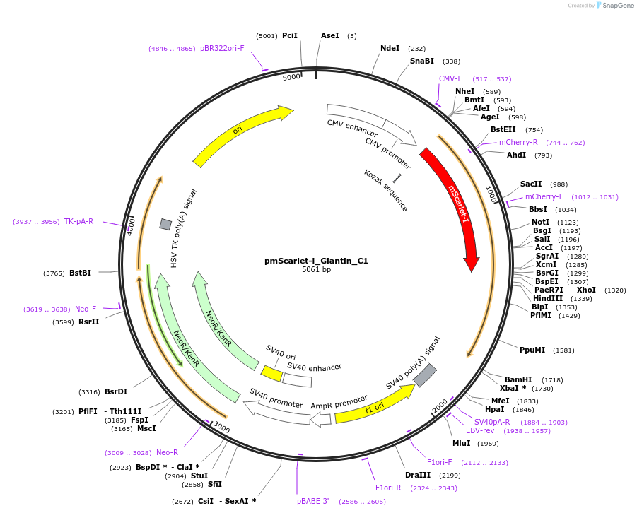 85050-plasmid-map-sequence-id-163856