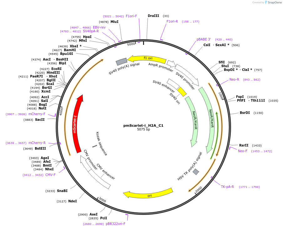85053-plasmid-map-sequence-id-163859