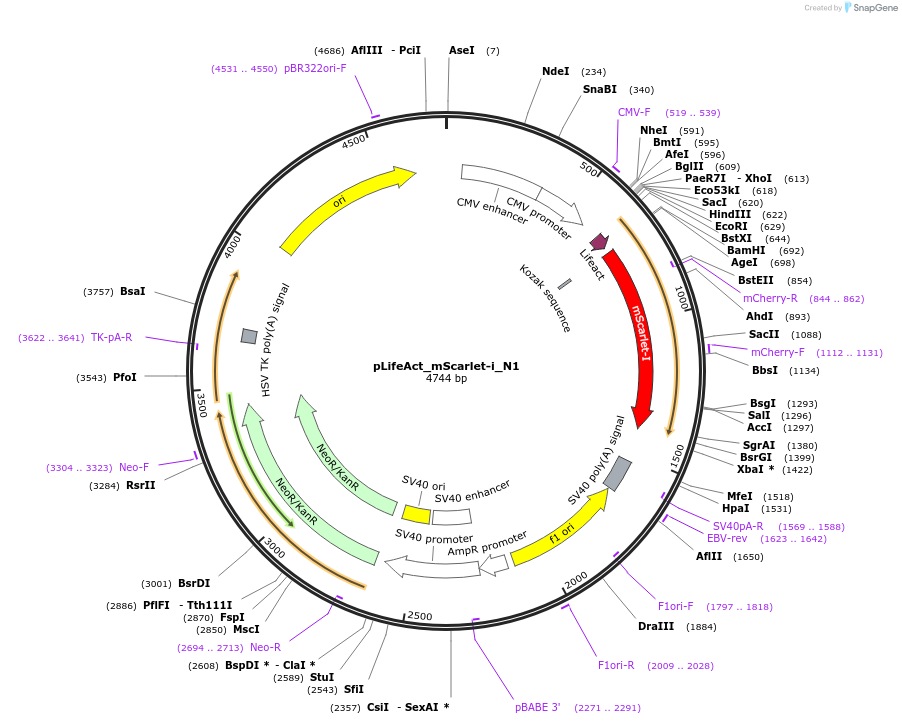 85056-plasmid-map-sequence-id-163862