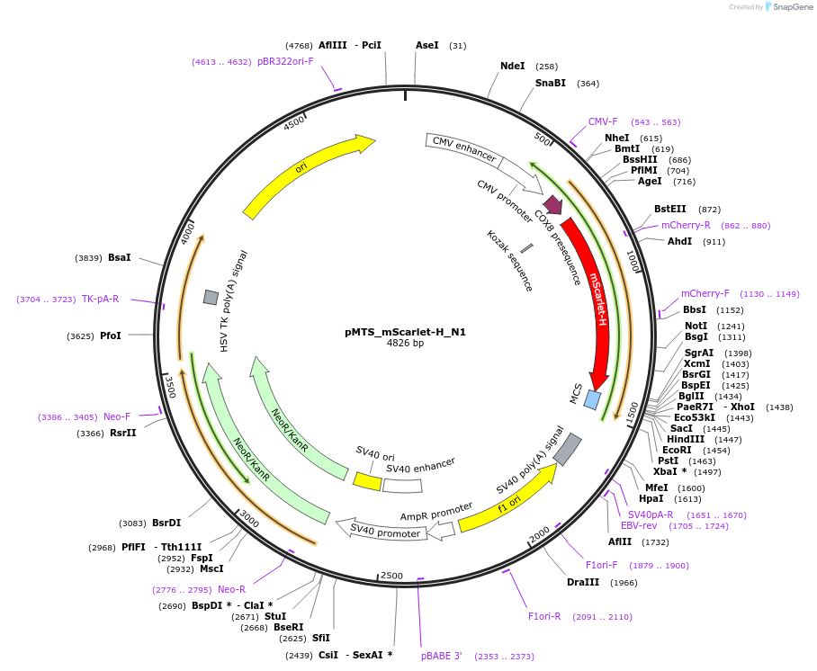 85058-plasmid-map-sequence-id-163864