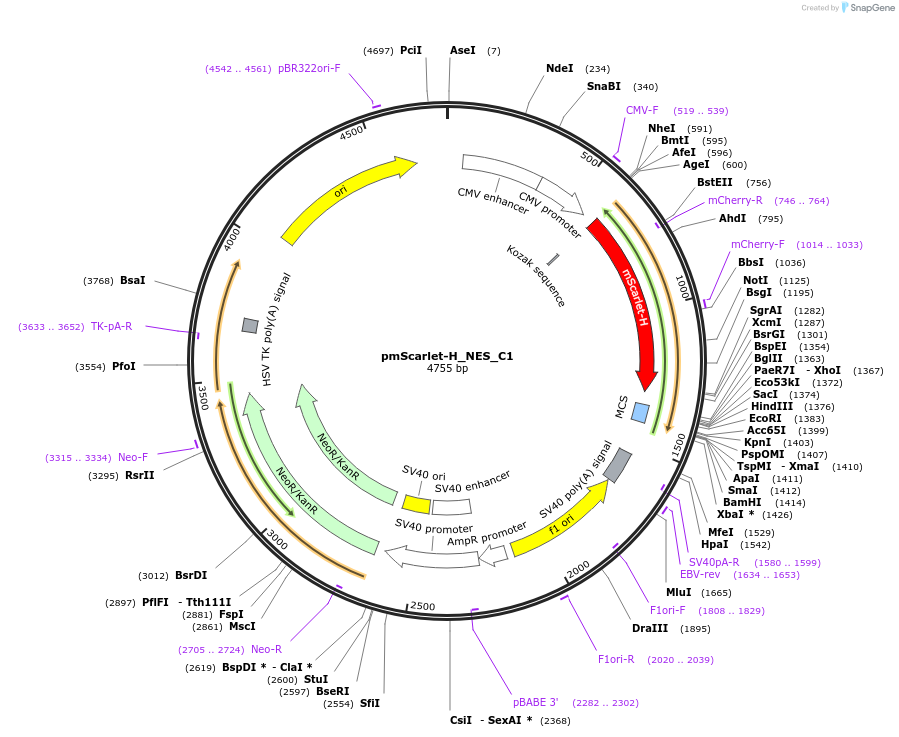 85061-plasmid-map-sequence-id-163867