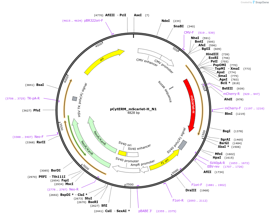 85067-plasmid-map-sequence-id-163873