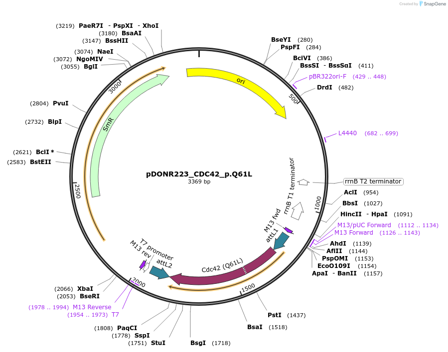 82174-plasmid-map-sequence-id-163893