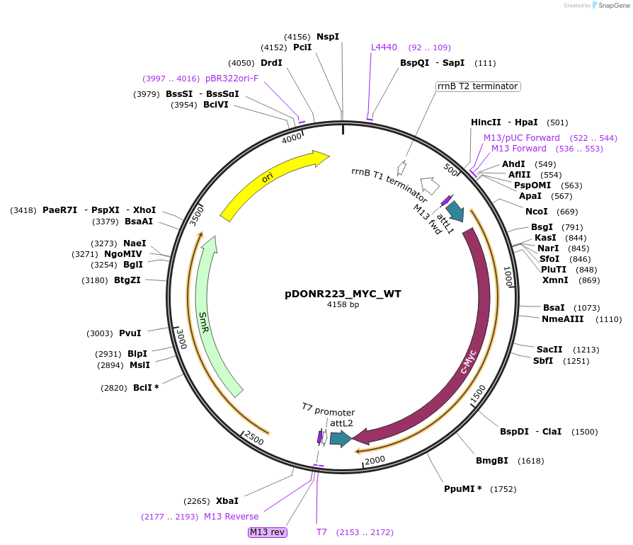 82084-plasmid-map-sequence-id-163914