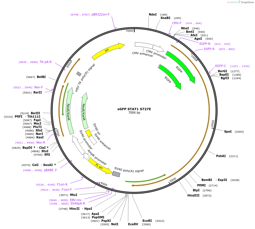 12305-plasmid-map-sequence-id-163992