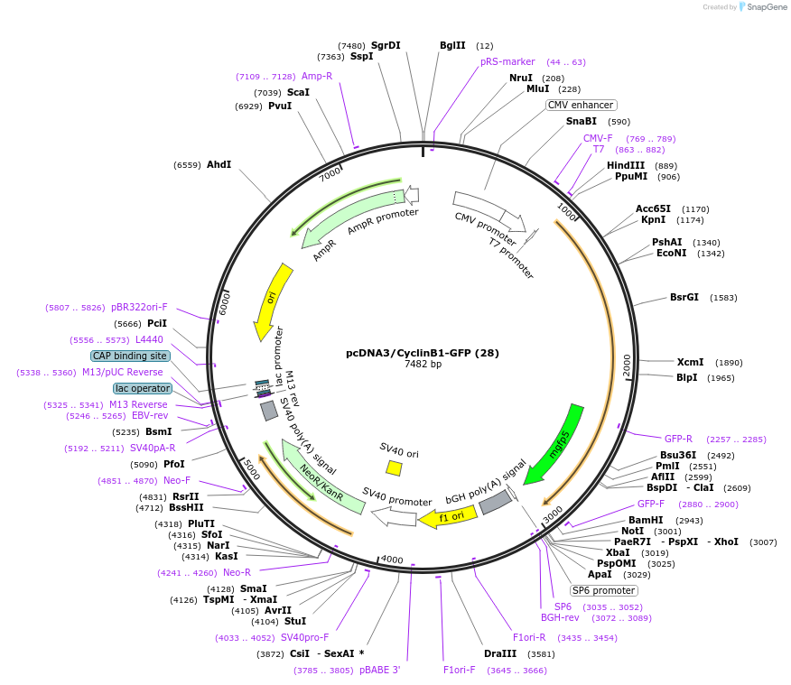 39871-plasmid-map-sequence-id-163997