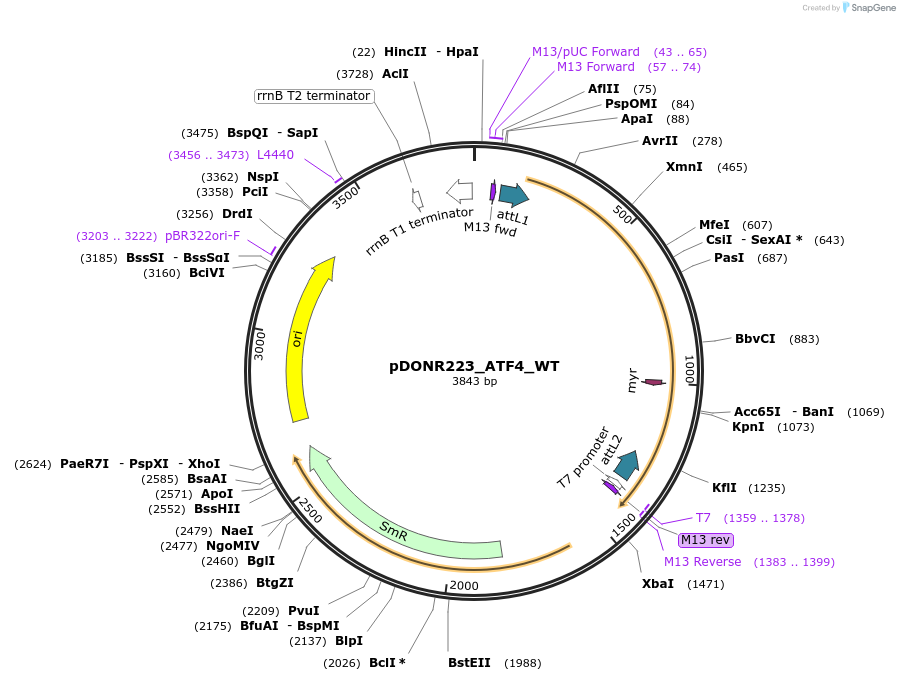 82190-plasmid-map-sequence-id-164053