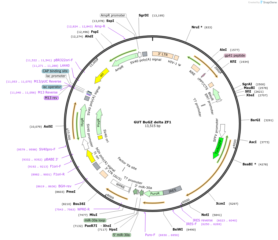 84025-plasmid-map-sequence-id-164110