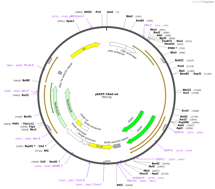 84562-plasmid-map-sequence-id-164131