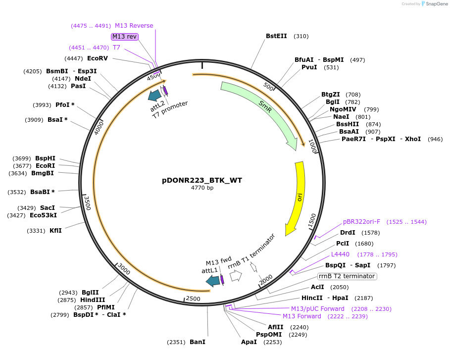 82197-plasmid-map-sequence-id-164263