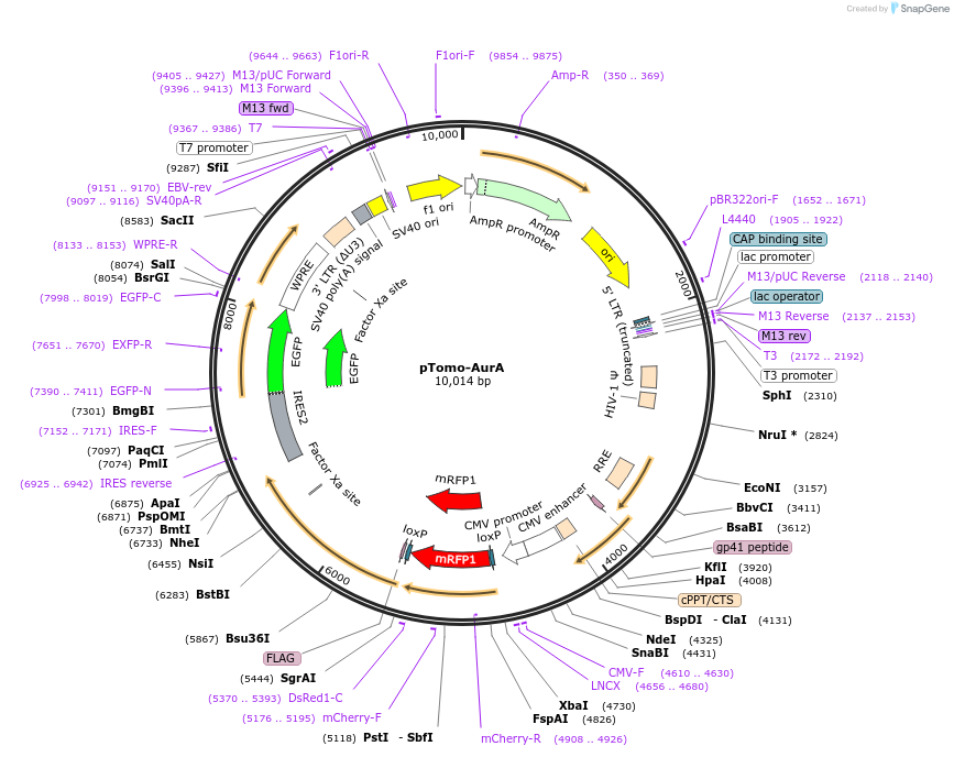 26293-plasmid-map-sequence-id-164275