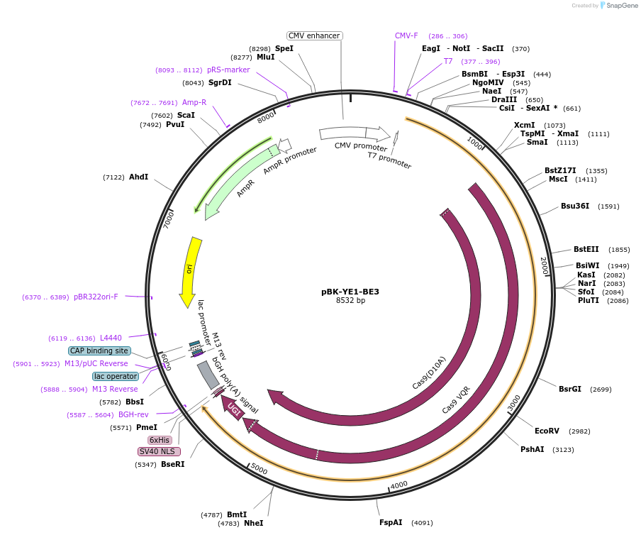 85174-plasmid-map-sequence-id-164321