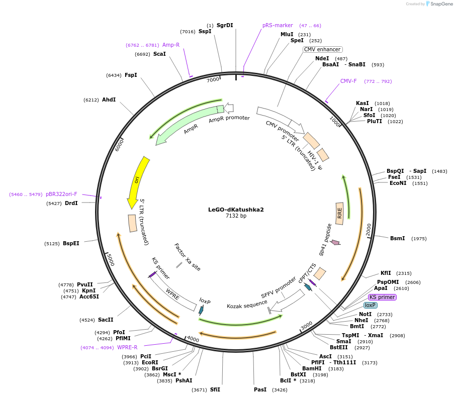 85214-plasmid-map-sequence-id-164348