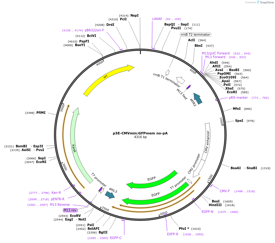 80824-plasmid-map-sequence-id-164355