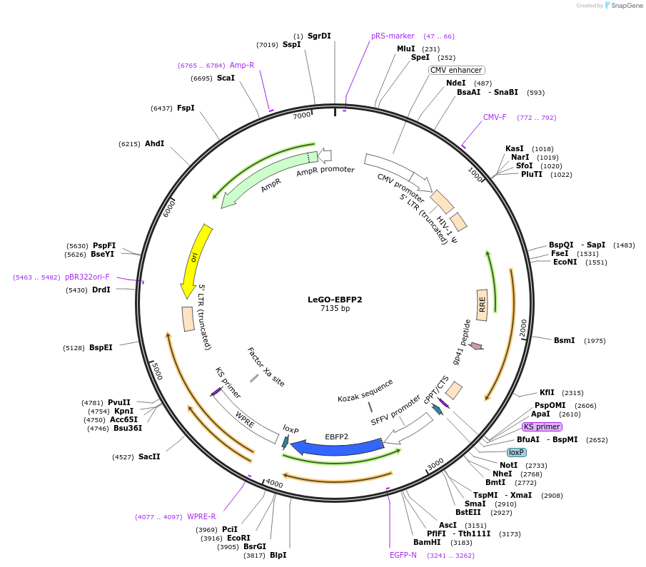 85213-plasmid-map-sequence-id-164356