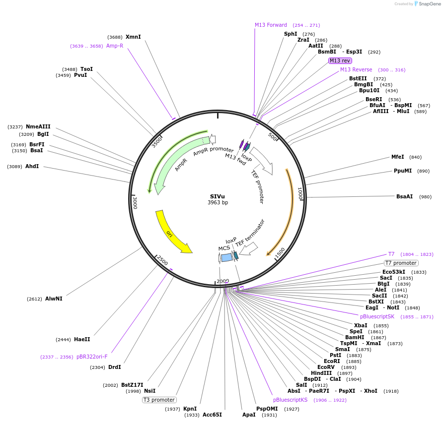 81089-plasmid-map-sequence-id-164362