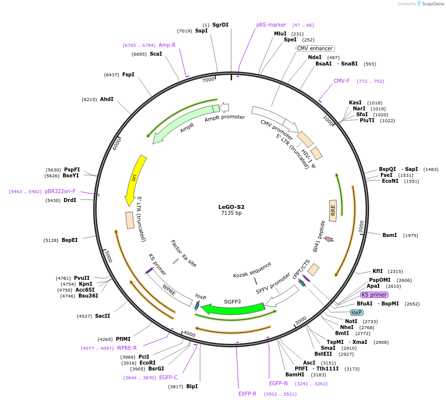 85211-plasmid-map-sequence-id-164363