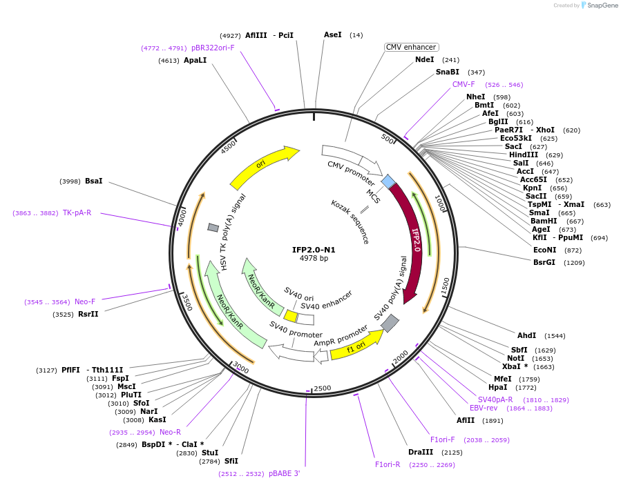 54785-plasmid-map-sequence-id-164428