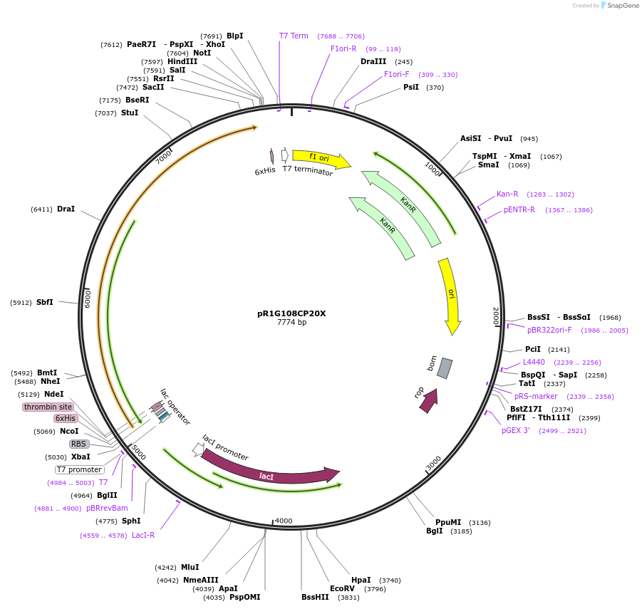 85086-plasmid-map-sequence-id-164463