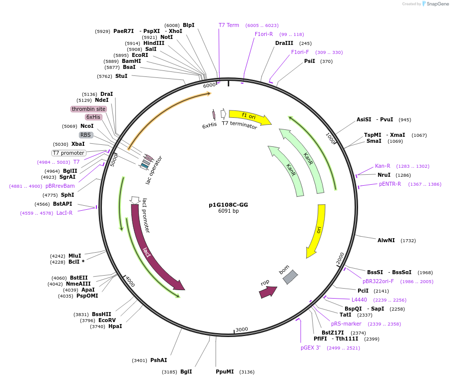 85092-plasmid-map-sequence-id-164470