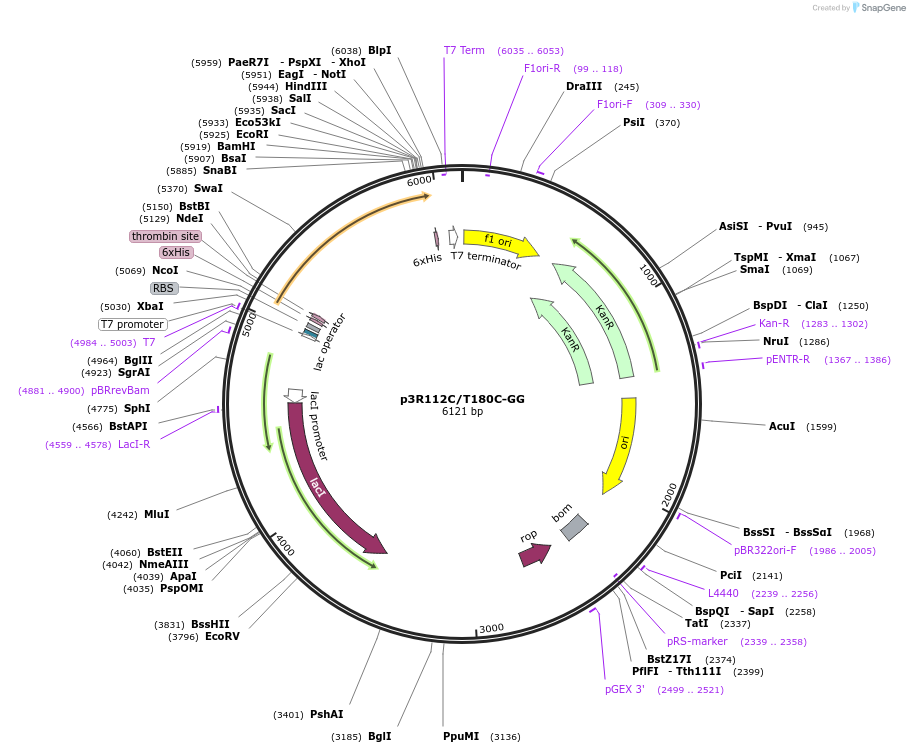 85093-plasmid-map-sequence-id-164471