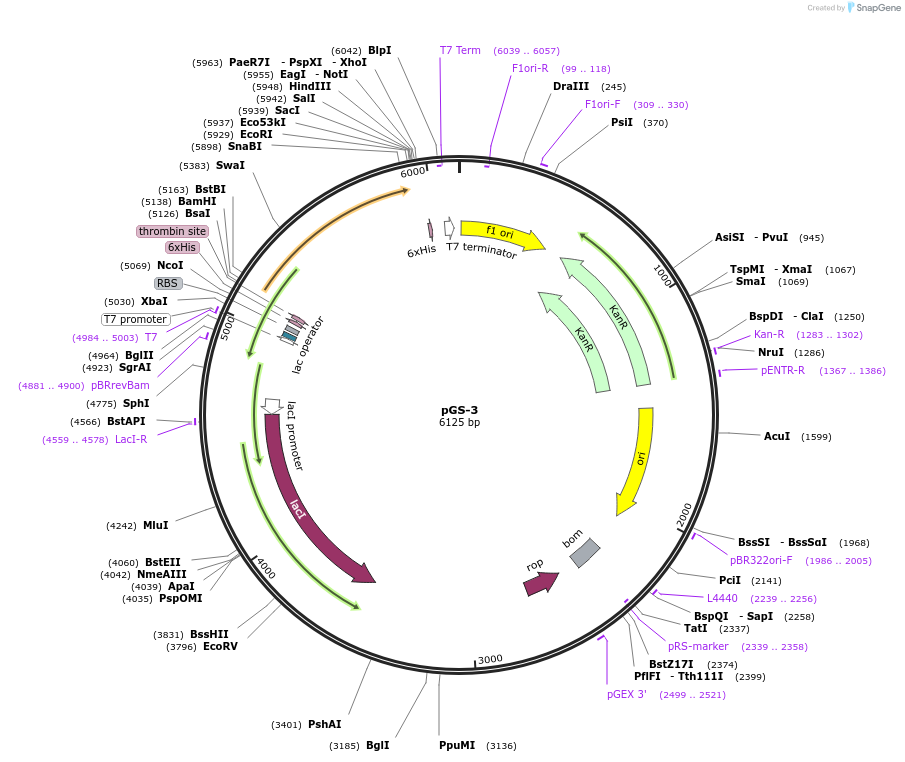 85094-plasmid-map-sequence-id-164473