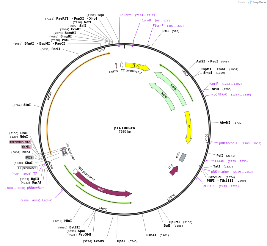 85089-plasmid-map-sequence-id-164483